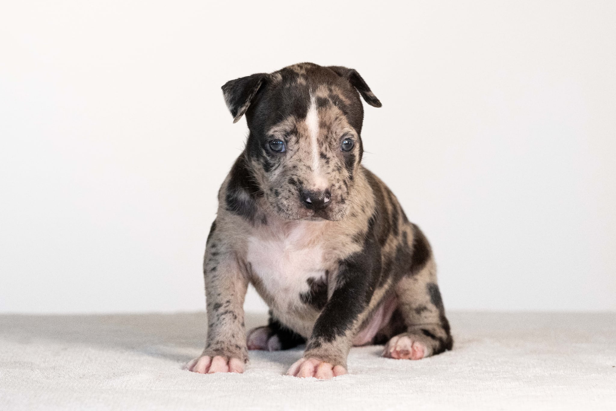 DDK9 Hulk x Pepsi Female 1, Image 3