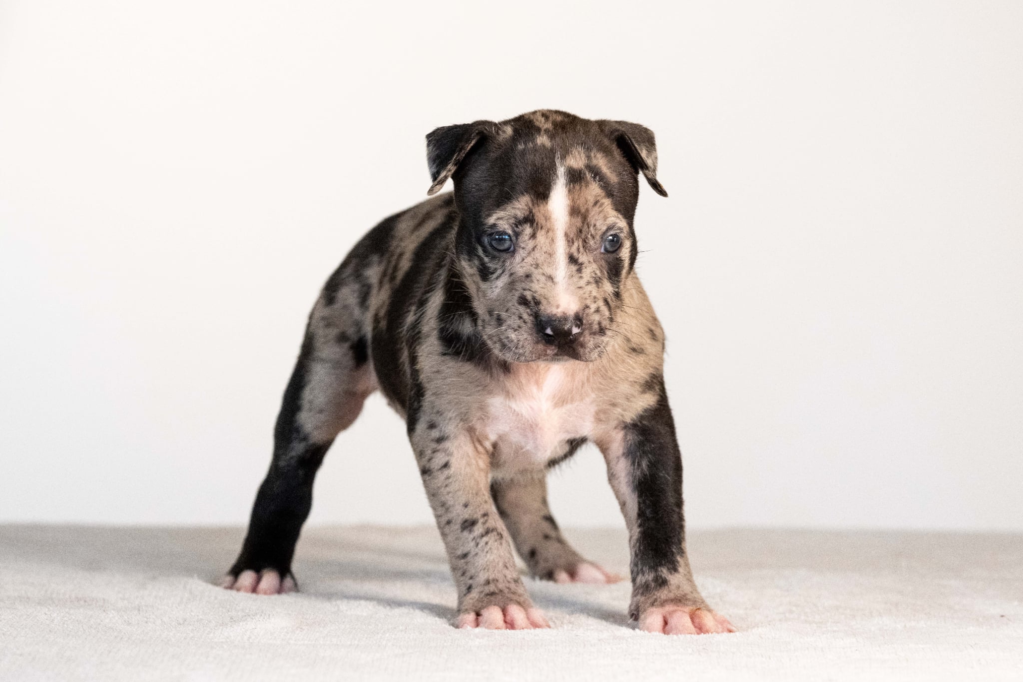DDK9 Hulk x Pepsi Female 1 Image 2