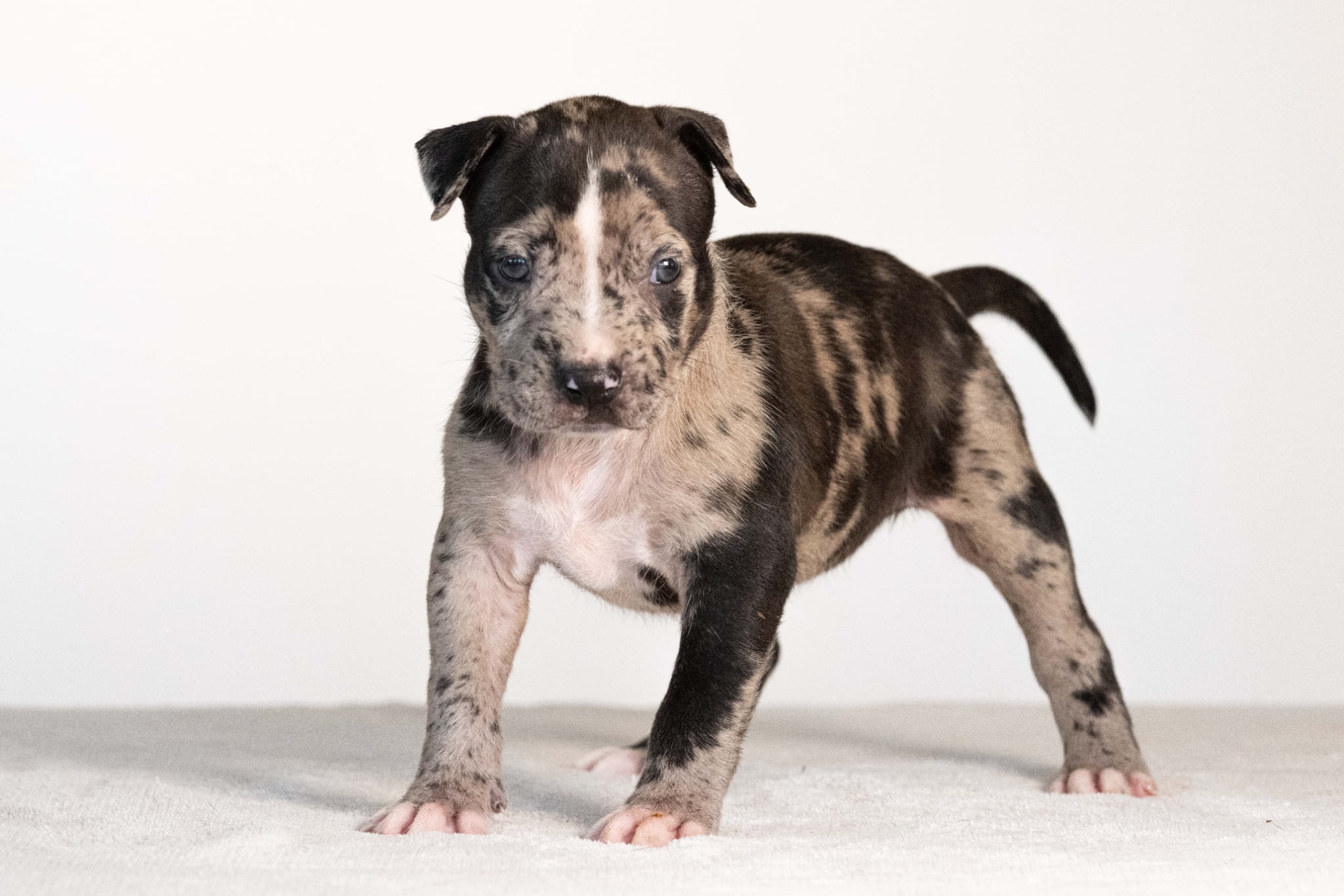 DDK9 Hulk x Pepsi Female 1 Image 1