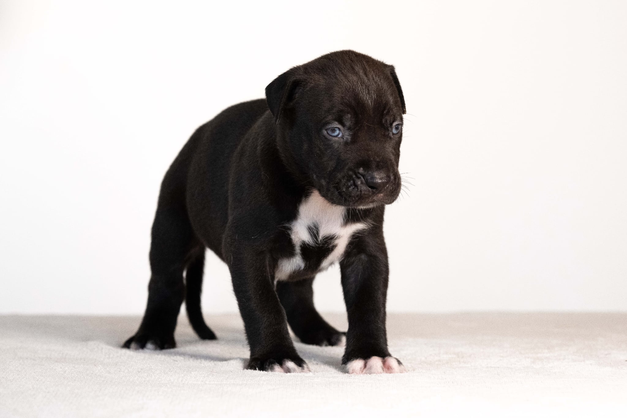 DDK9 Hulk x Pepsi Male 1 Image 2