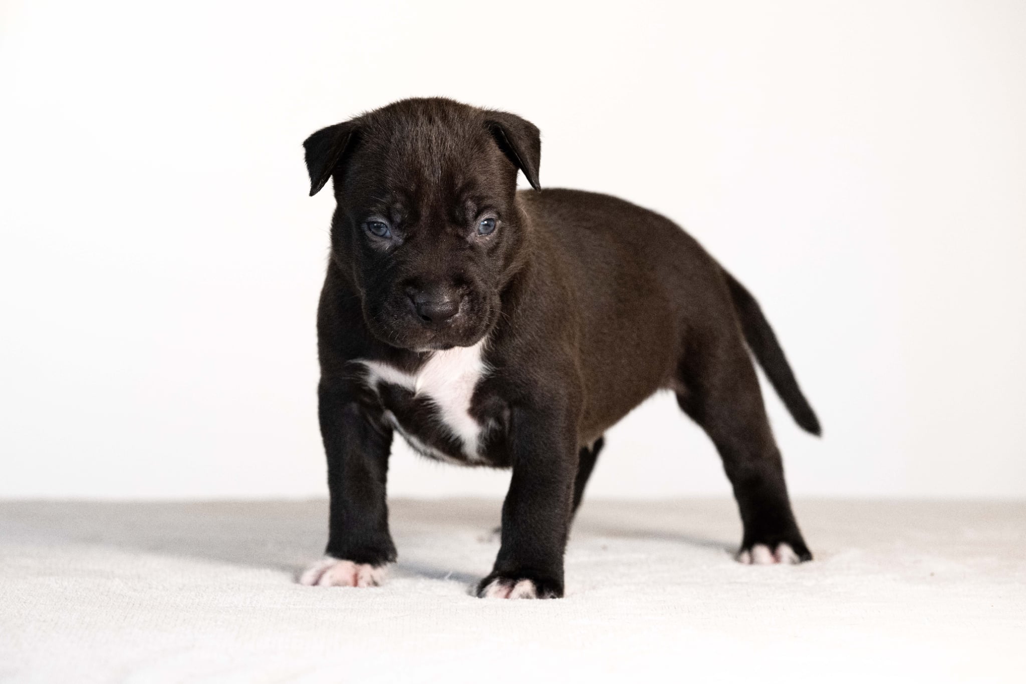 DDK9 Hulk x Pepsi Male 2, Photo 1