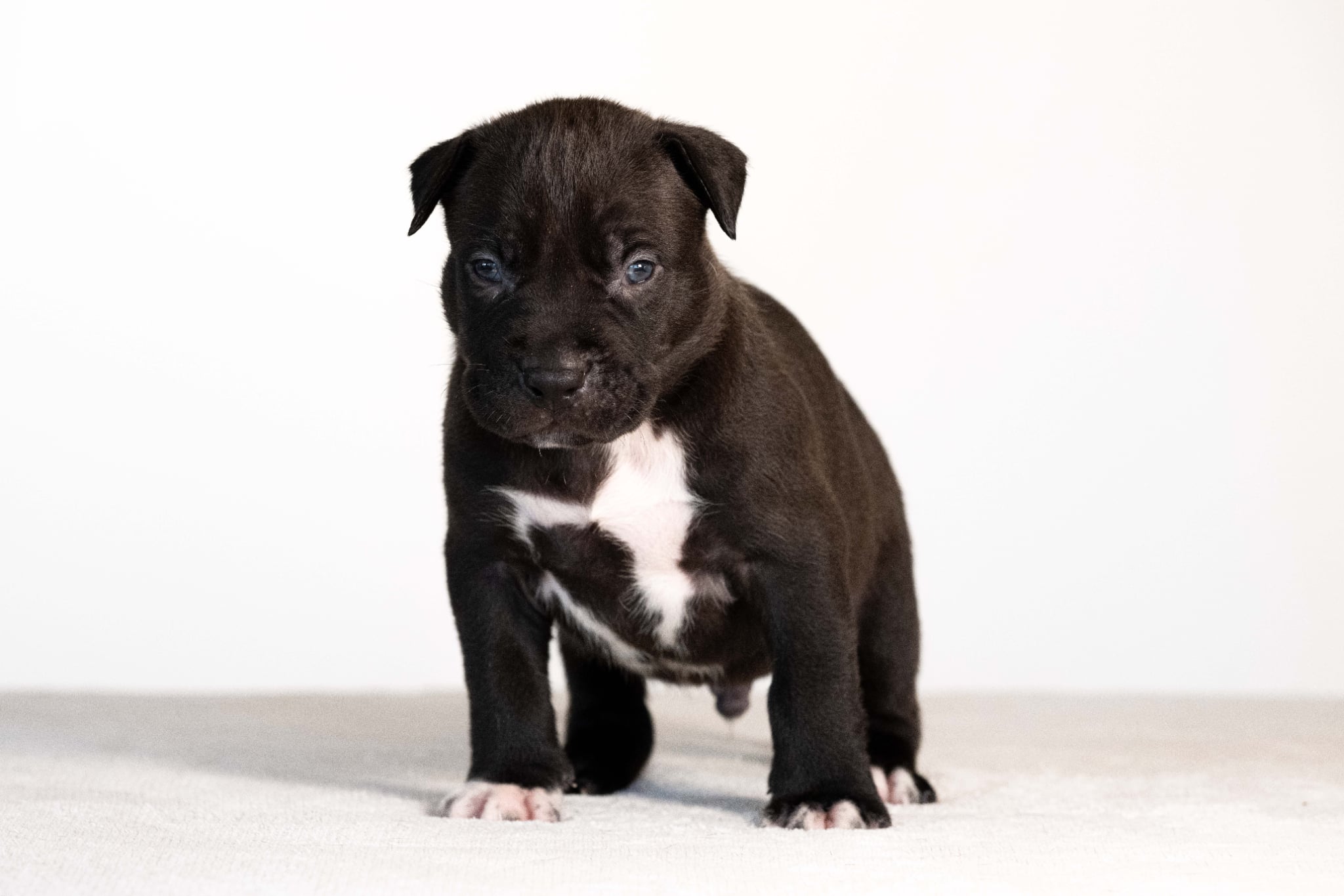 DDK9 Hulk x Pepsi Male 2, Photo 3