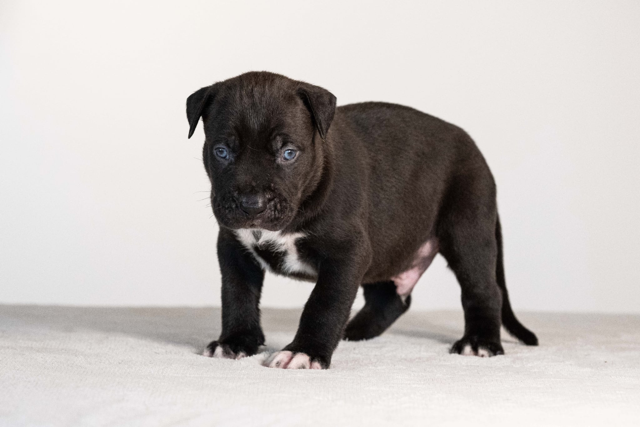 DDK9 Hulk x Pepsi Male 1 Image 3