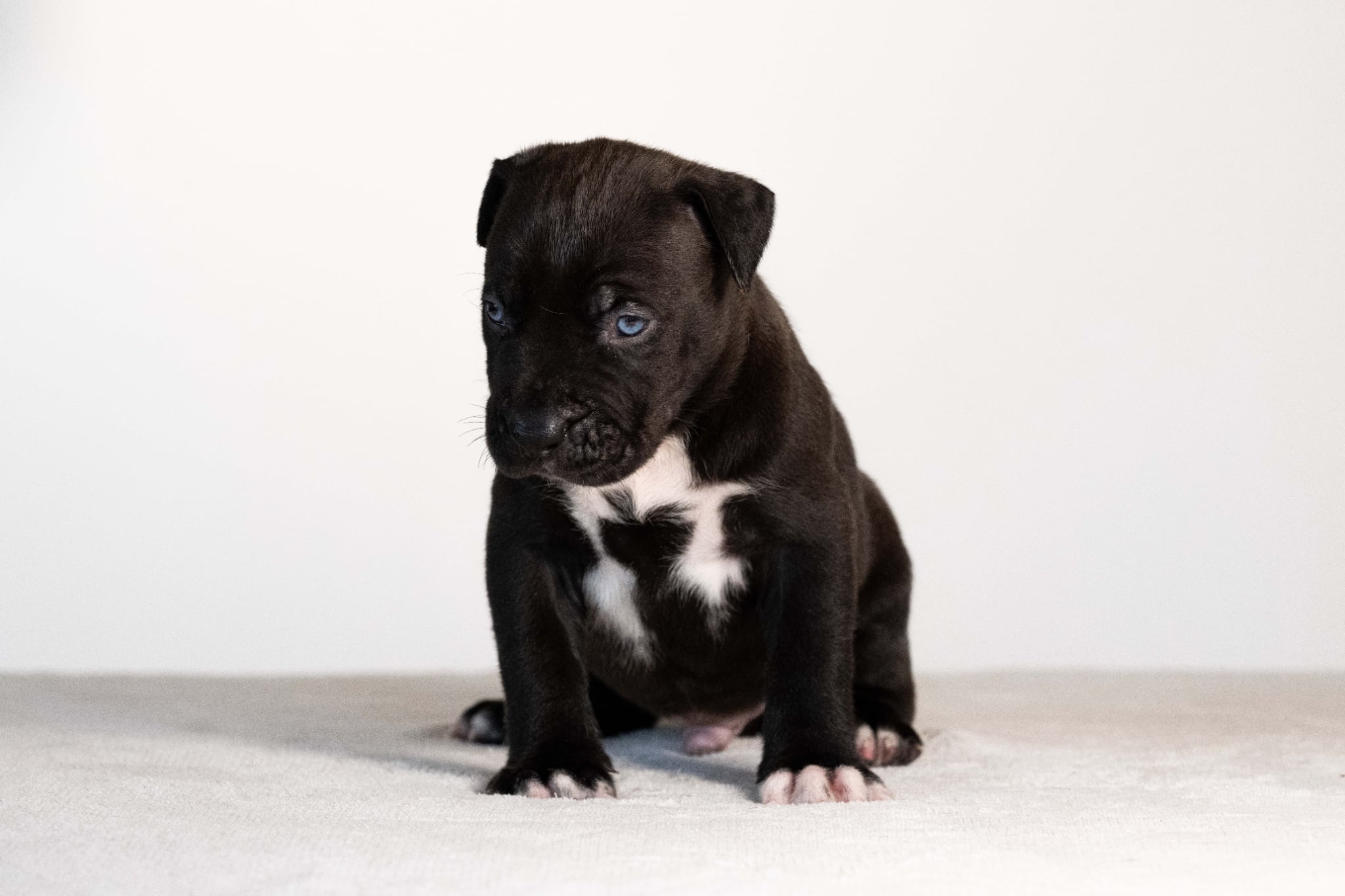 DDK9 Hulk x Pepsi Male 1 Image 1