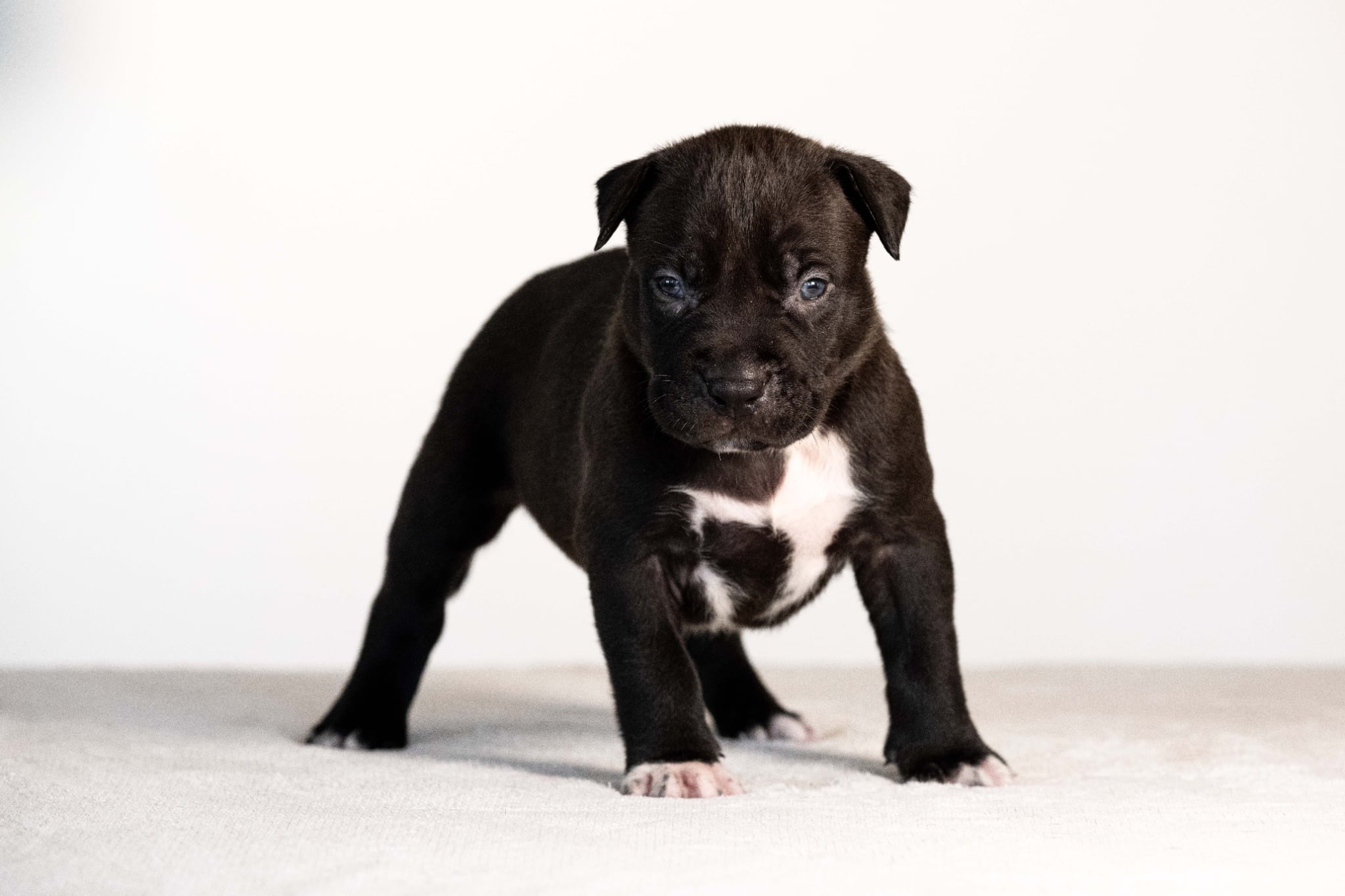 DDK9 Hulk x Pepsi Male 2 Image 2