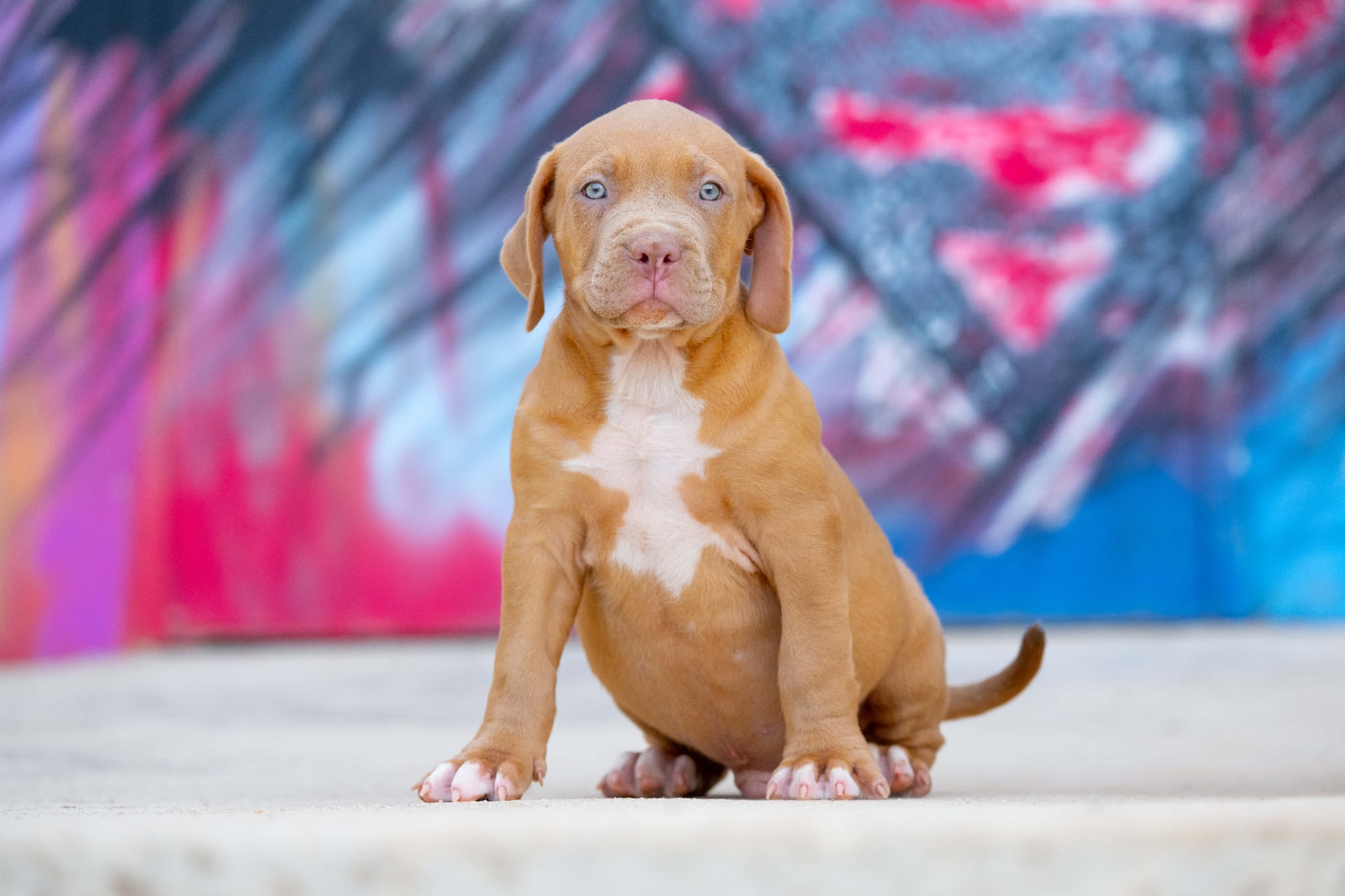 Devil x Aventura: macho disponible, imagen 2