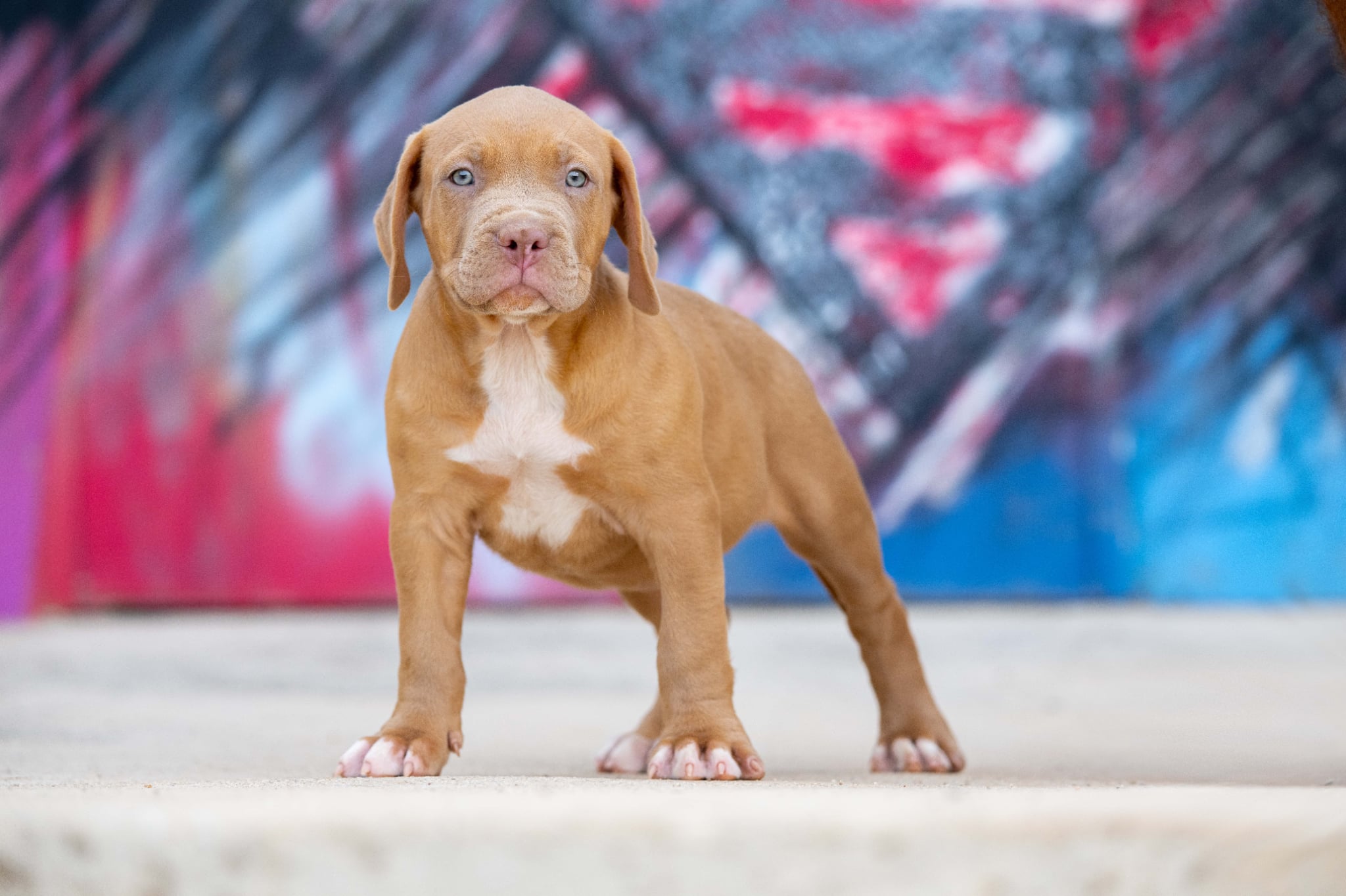 Devil x Aventura: macho disponible, imagen 1