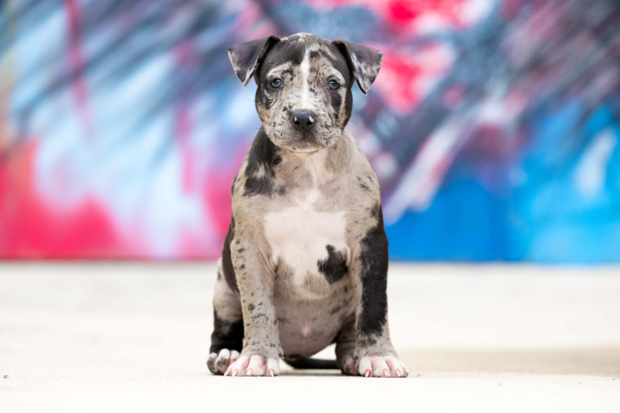 DDK9 Hulk x Pepsi, hembra 1, imagen 1