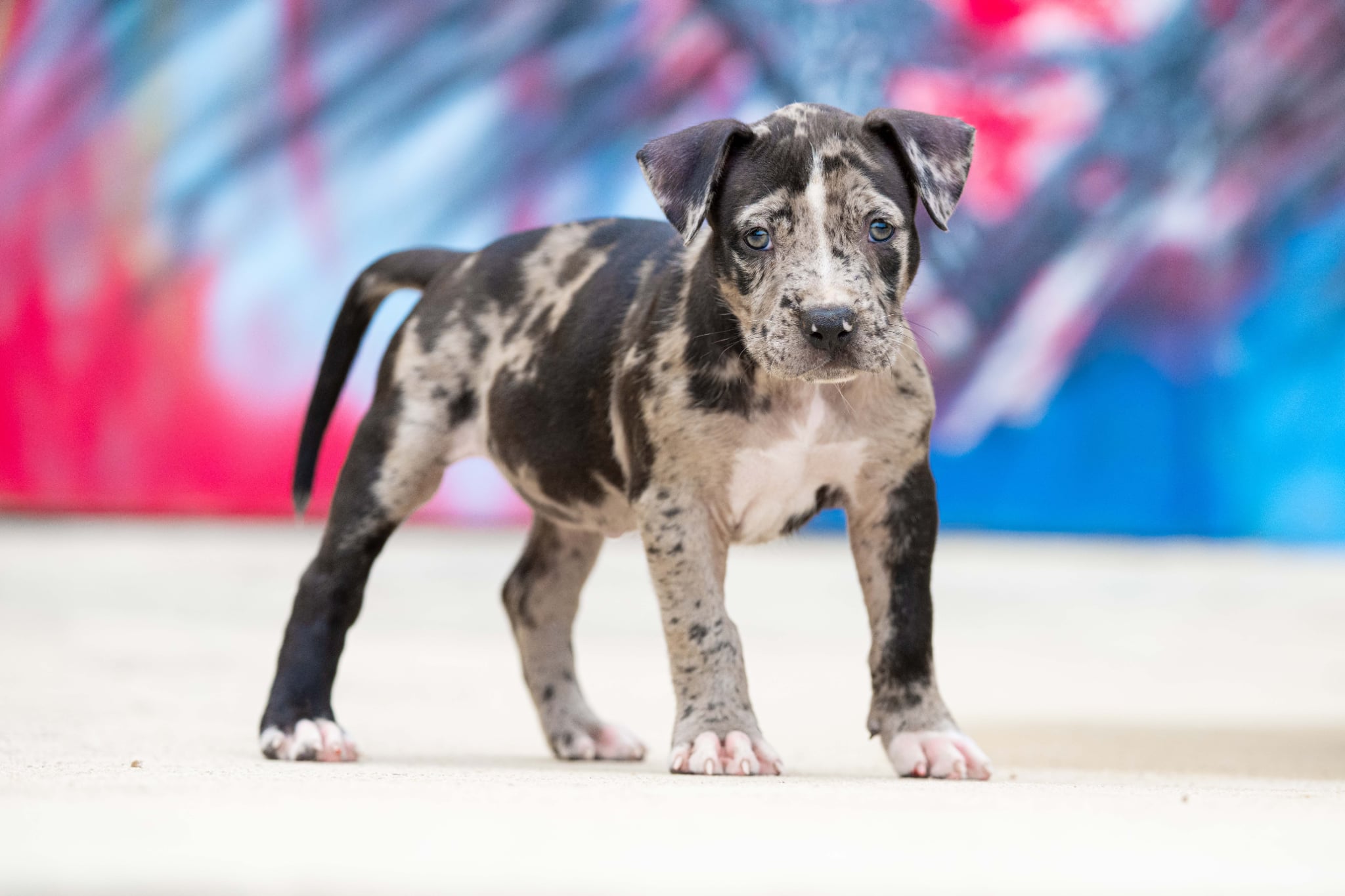 DDK9 Hulk x Pepsi Hembra 1 Imagen 2