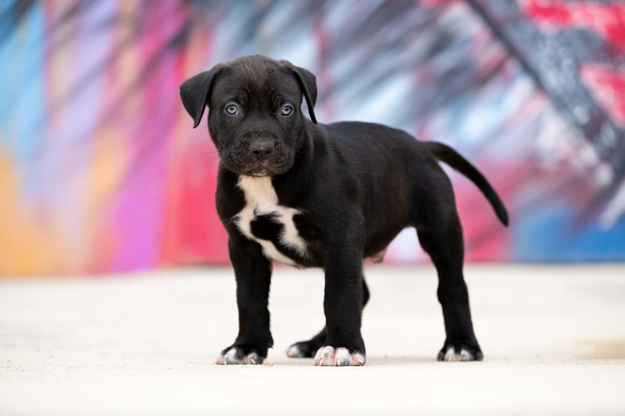 DDK9 Hulk x Pepsi, macho, imagen 1, foto 3