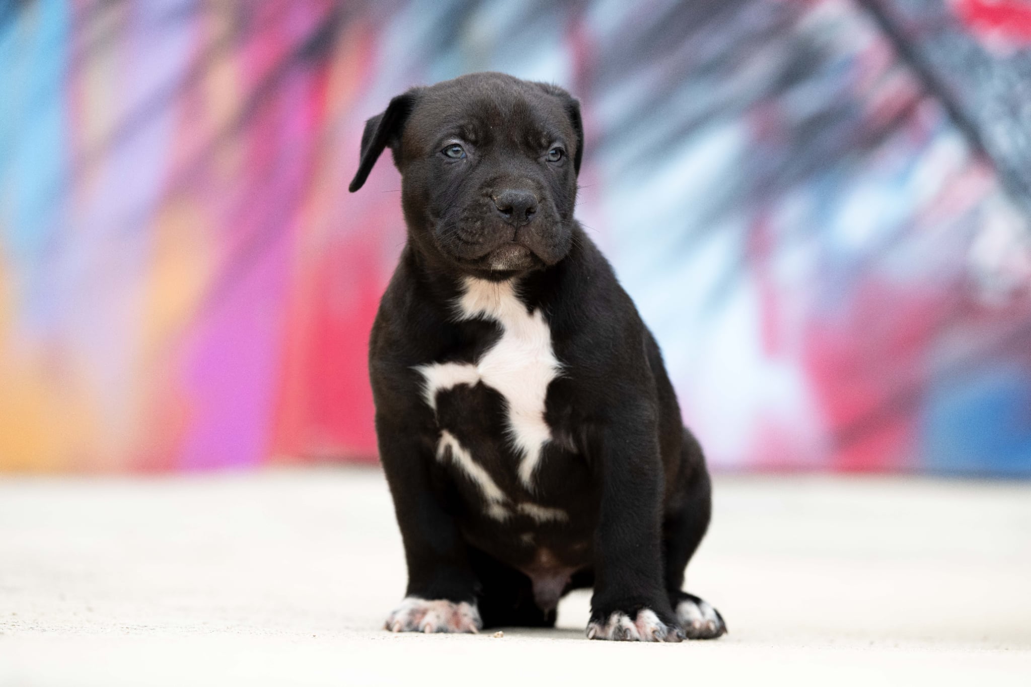DDK9 Hulk x Pepsi, macho, 2.ª foto