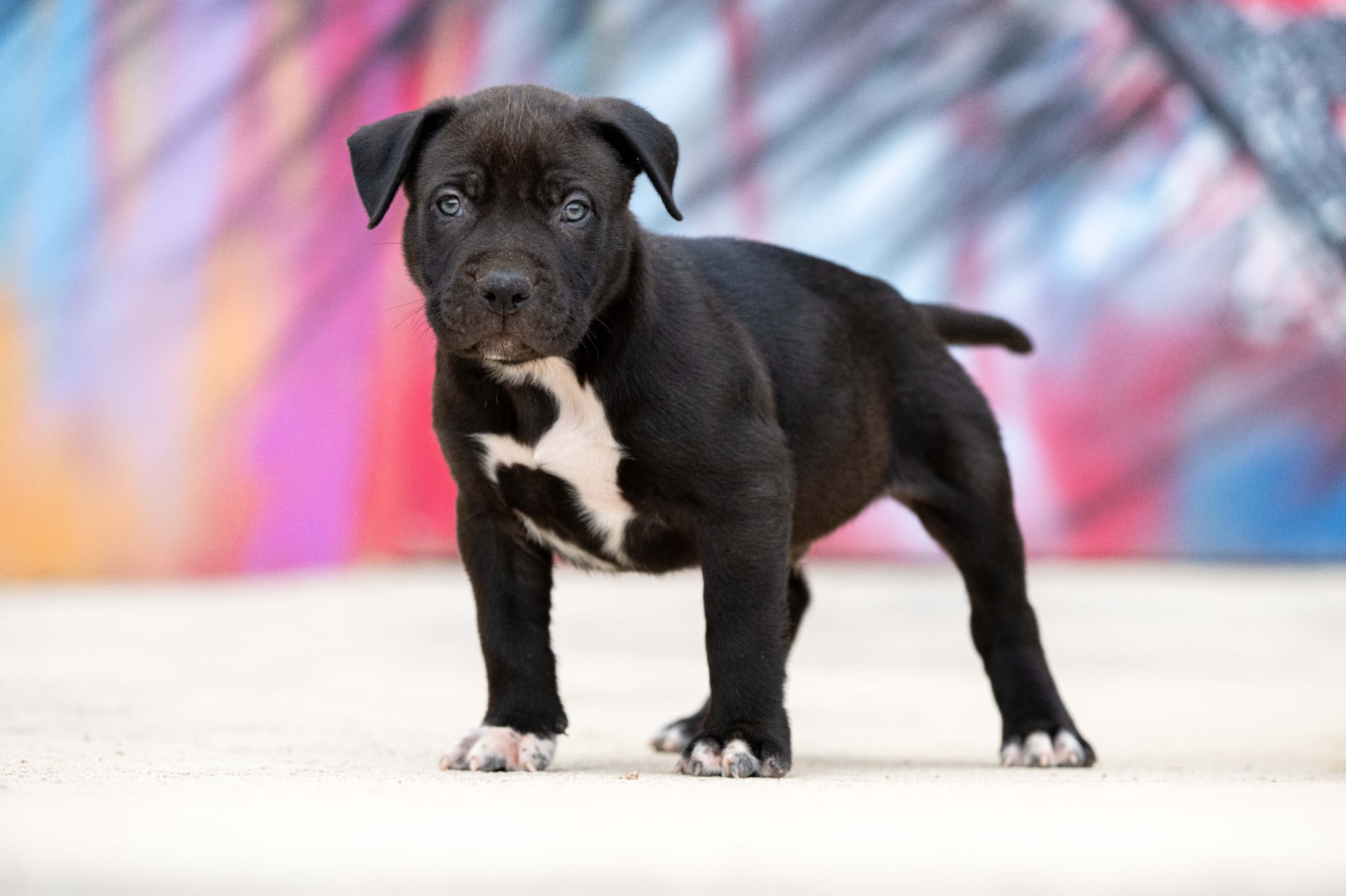 DDK9 Hulk x Pepsi, macho, 2.ª imagen, 3.ª foto
