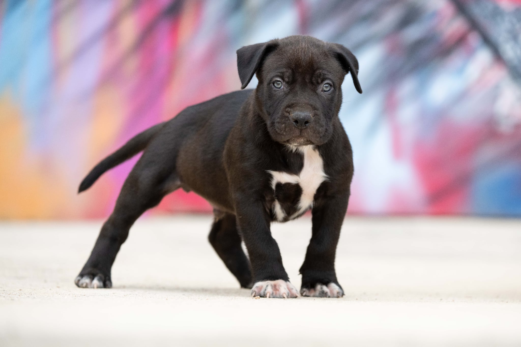 DDK9 Hulk x Pepsi, macho, 2, imagen 1
