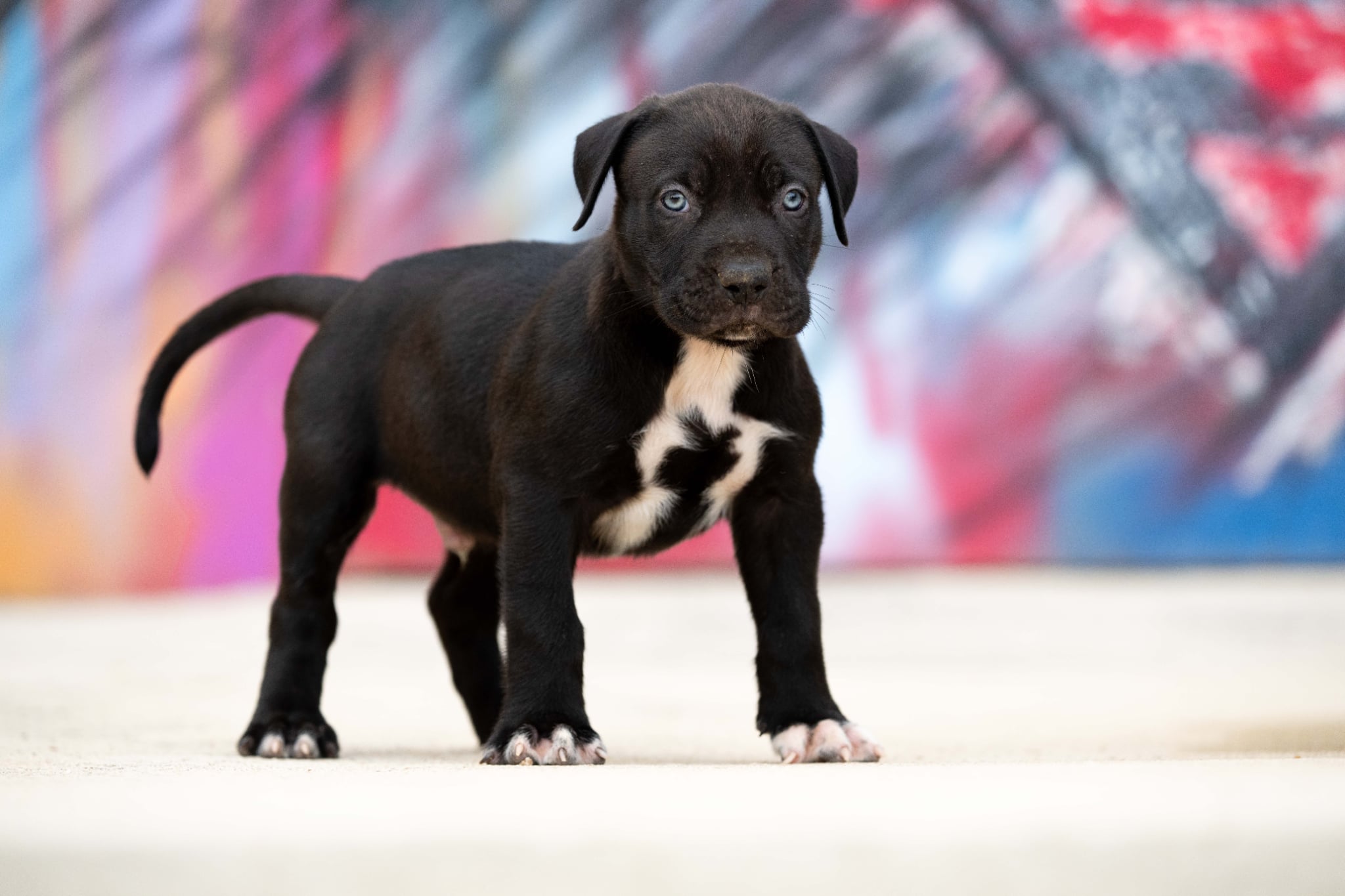 DDK9 Hulk x Pepsi, macho, imagen 1, 2