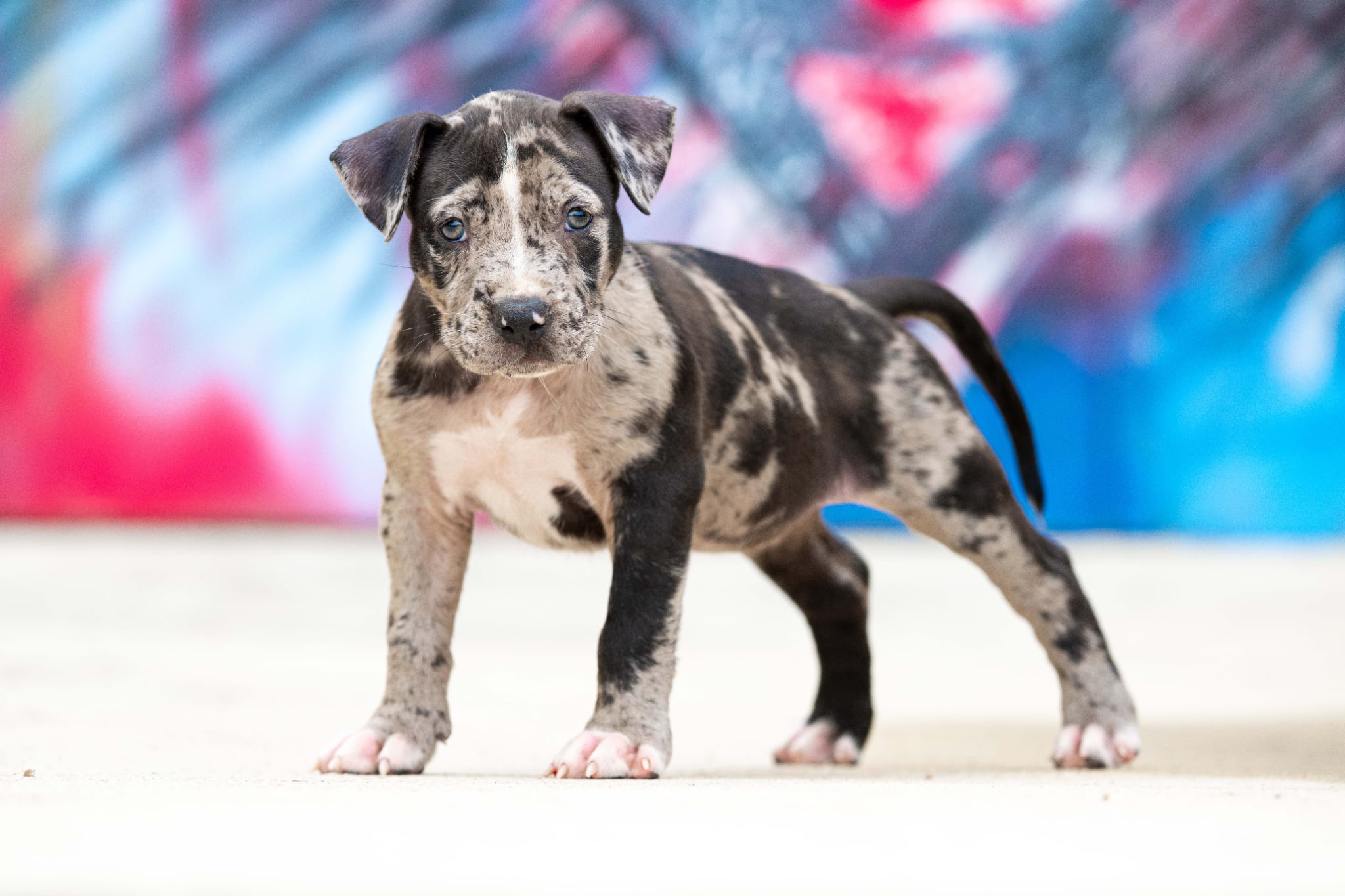 DDK9 Hulk x Pepsi, hembra 1, imagen 3