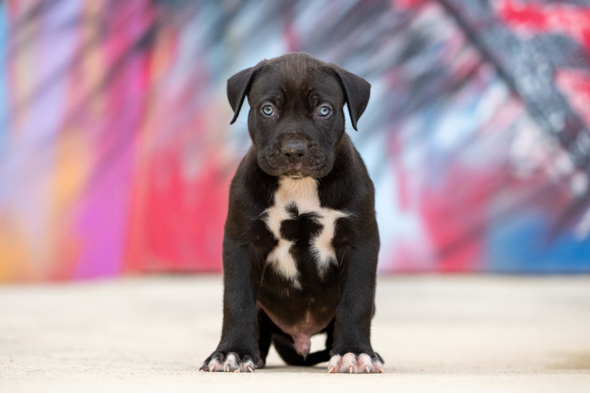 DDK9 Hulk x Pepsi, macho, 1 imagen, 1