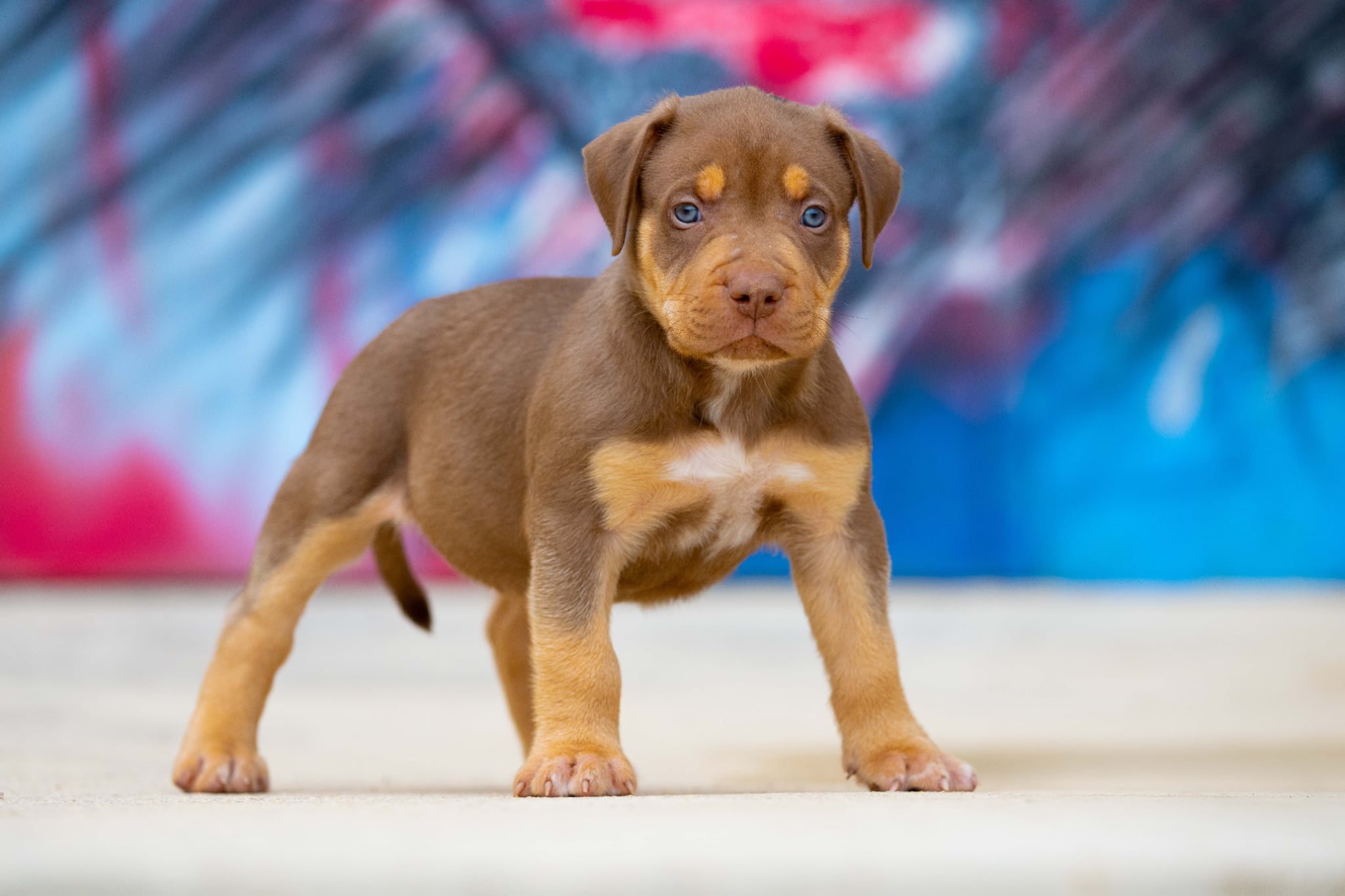 Gallardo x Megan Fox, macho disponible, imagen 2