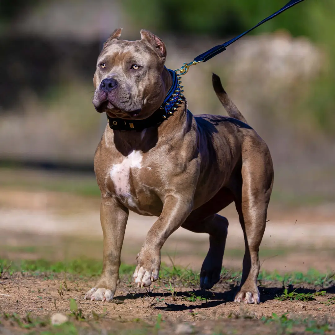 XXL Luxor Bullys Ana-Bolika, femmina di American Bully