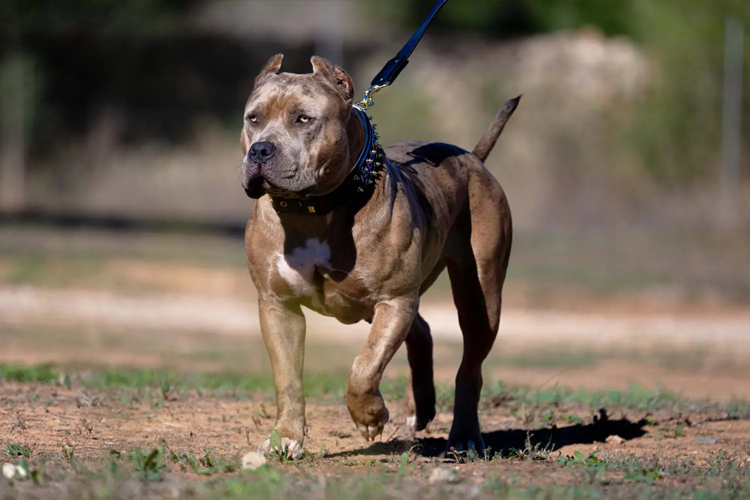 XXL Luxor Bullys Ana-Bolika Galleria Immagine 4