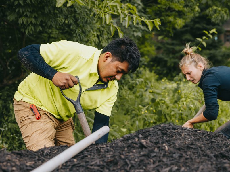Custom Scapes & Designs landscapers spreading fresh mulch during a spring yard cleanup.