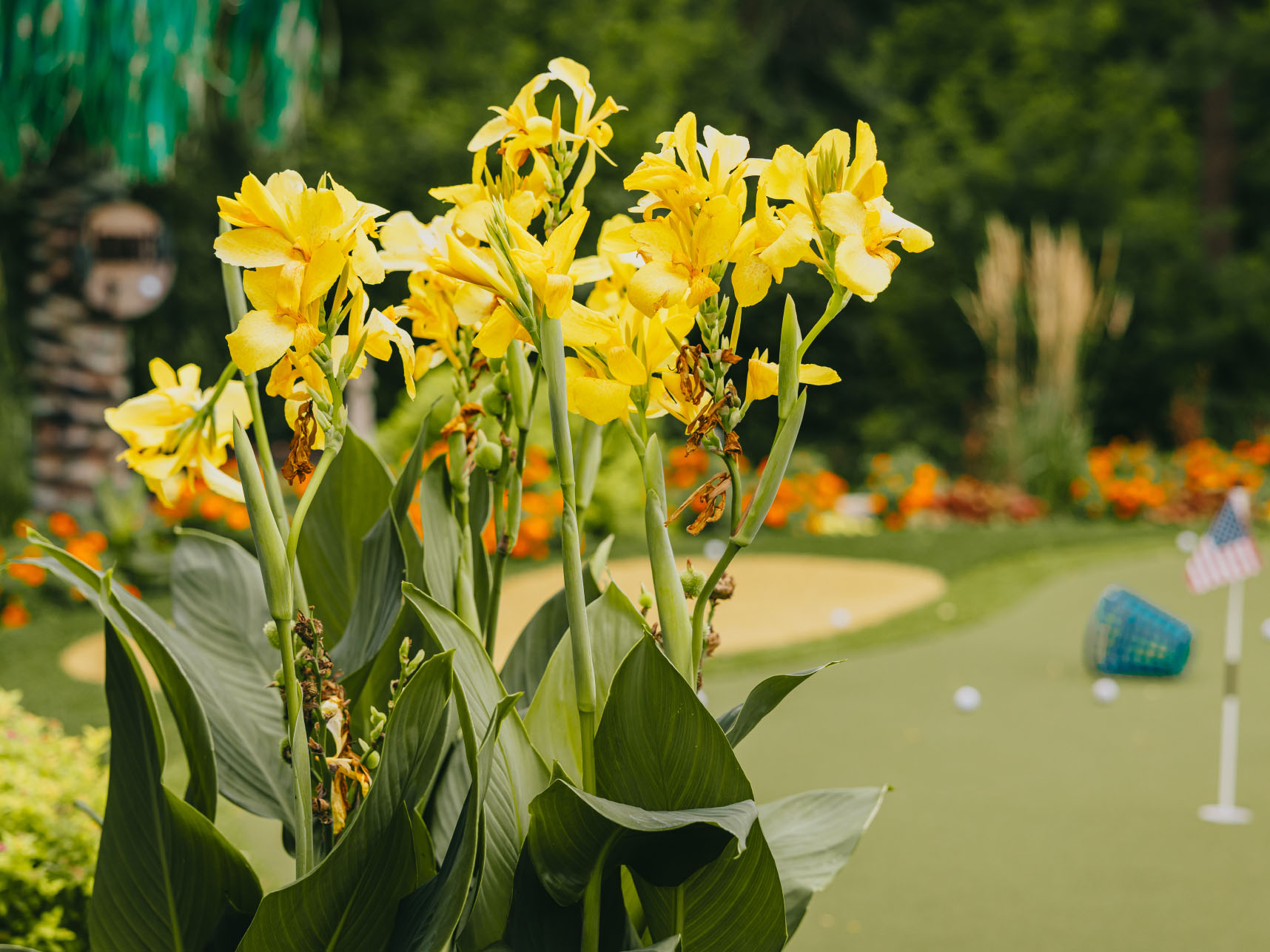 Yellow canna lilies flowering beside a backyard putting green and mown lawn.