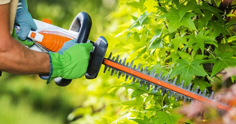 Gloved hands using a hedge trimmer to shape a shrub.