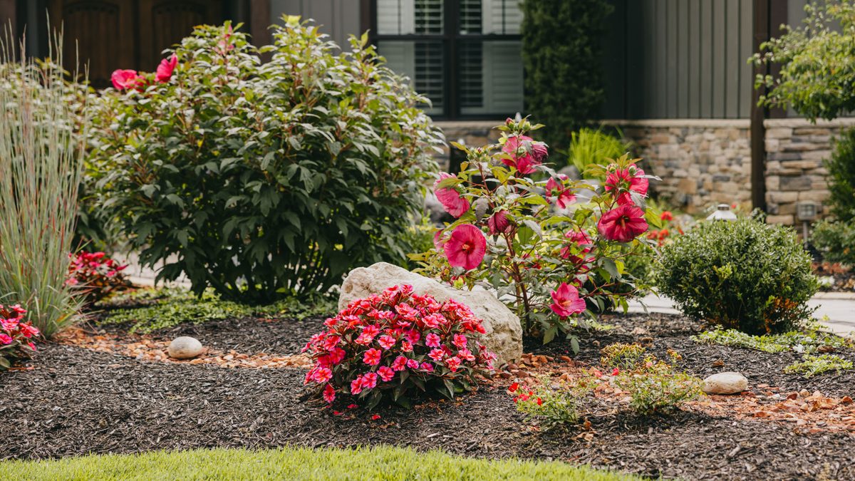 Established front bed with pink hibiscus, ornamental grasses and boulder accents against a stone-faced house.