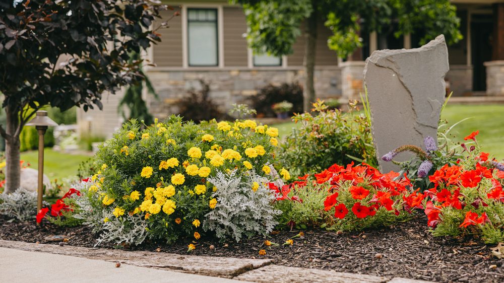 Bright front bed of marigolds, petunias and ornamental plants against a clipped lawn.