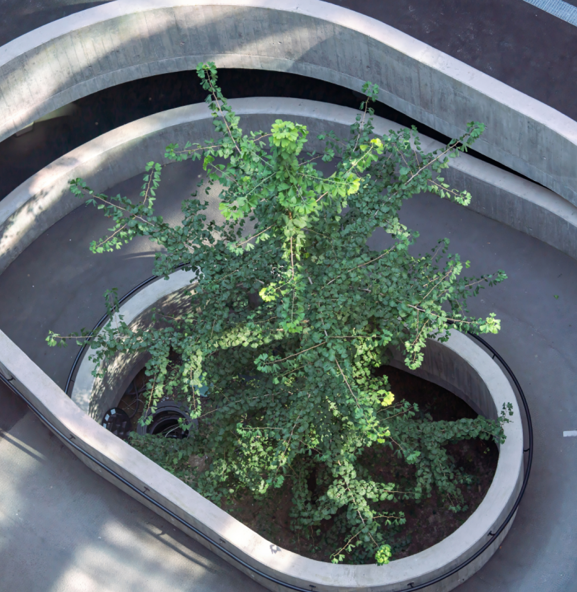 Von oben aufgenommener Baum mit grünen Blättern, der in der Mitte einer spiralförmigen Rampe aus Beton steht.
