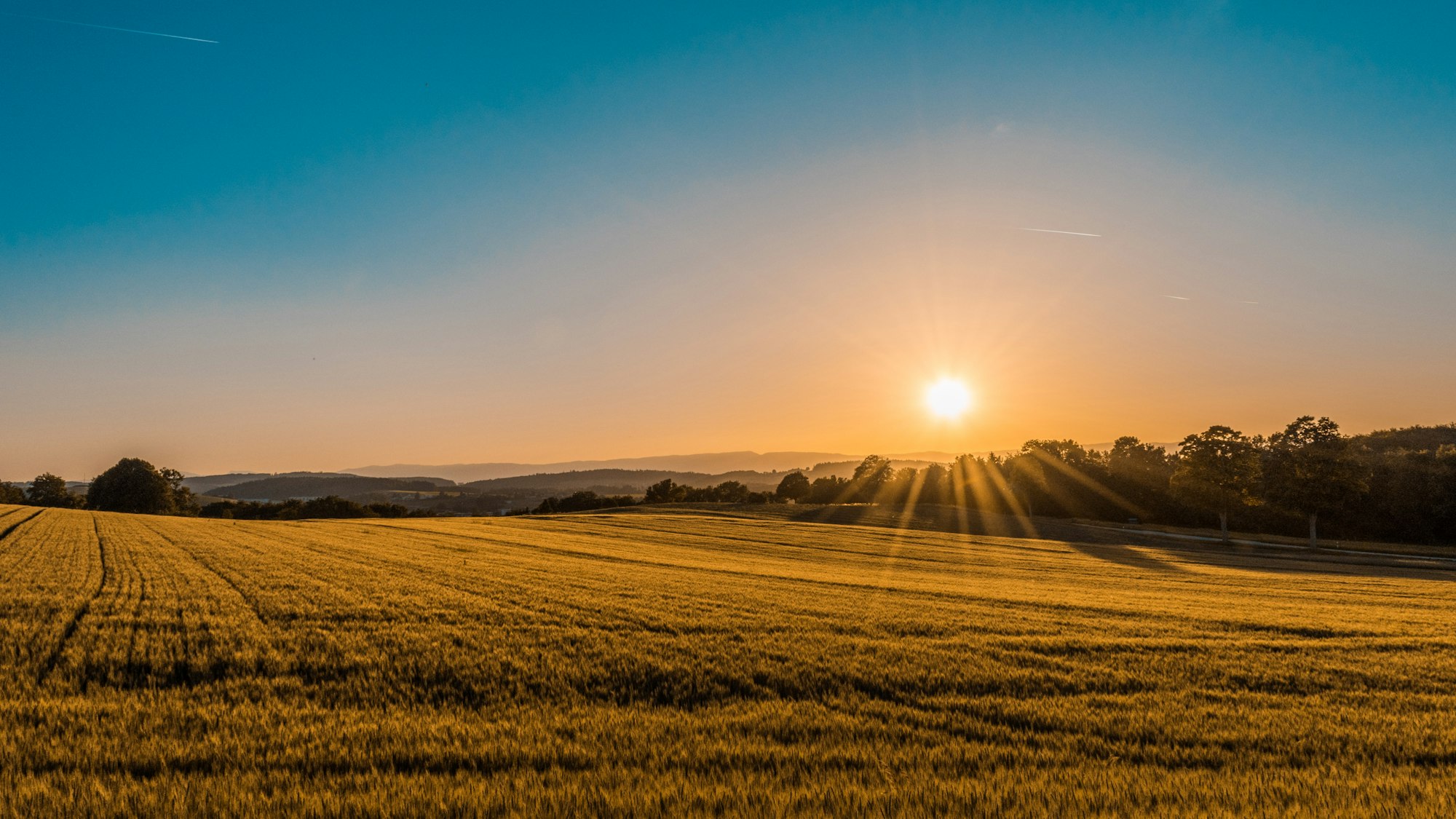 Golden crop field at sunset