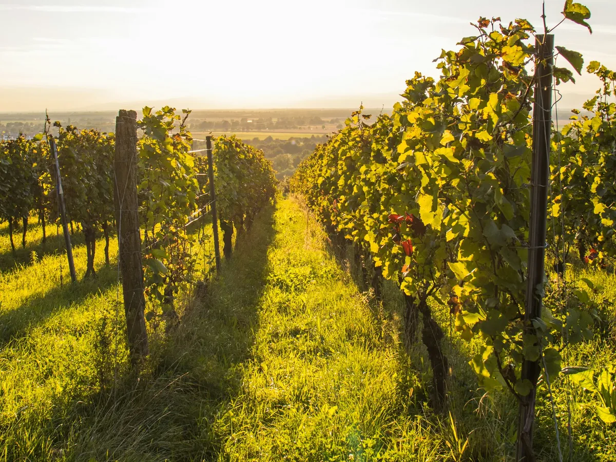 Rows of vines on a hillside, backlit in the low light of late afternoon