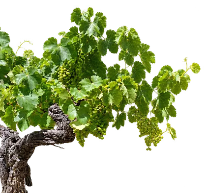 Old gnarled grapevine with green leaves and grape clusters, a symbol of Alsace winemaking at the Vino Storia wine museum in Colmar