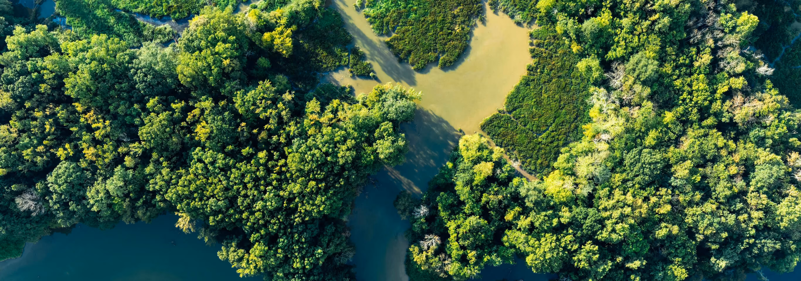 Aerial view of forest with a winding river