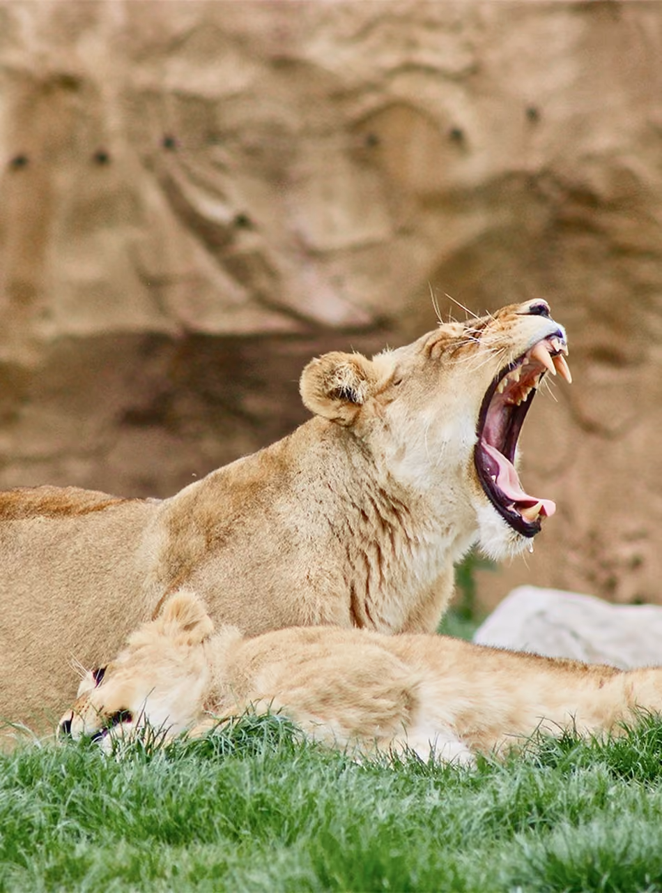 Deux lionnes dans l'herbe, l'une d'elles bâille la gueule grande ouverte