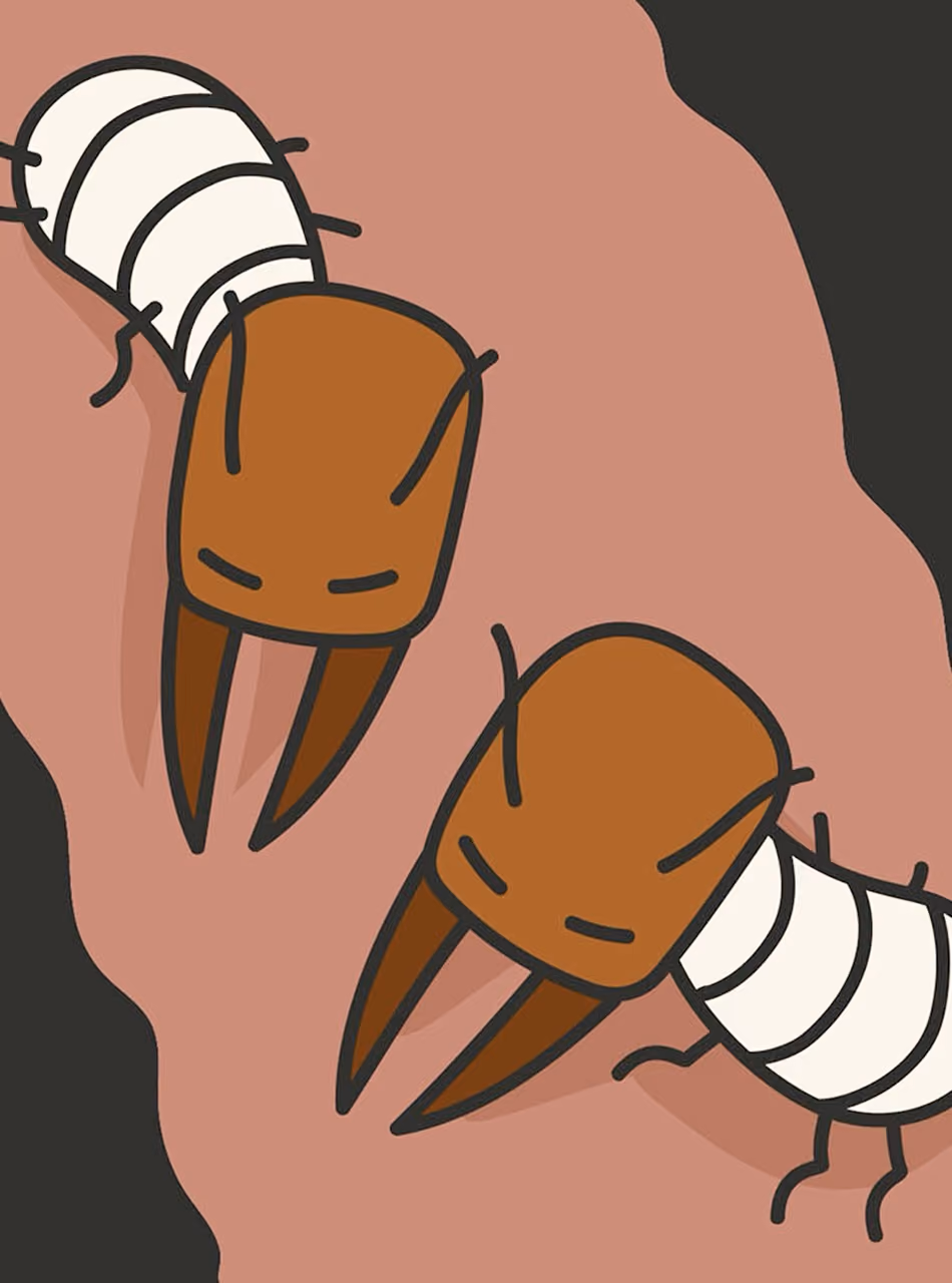Deux termites illustrés aux mandibules brunes sur un fond rose