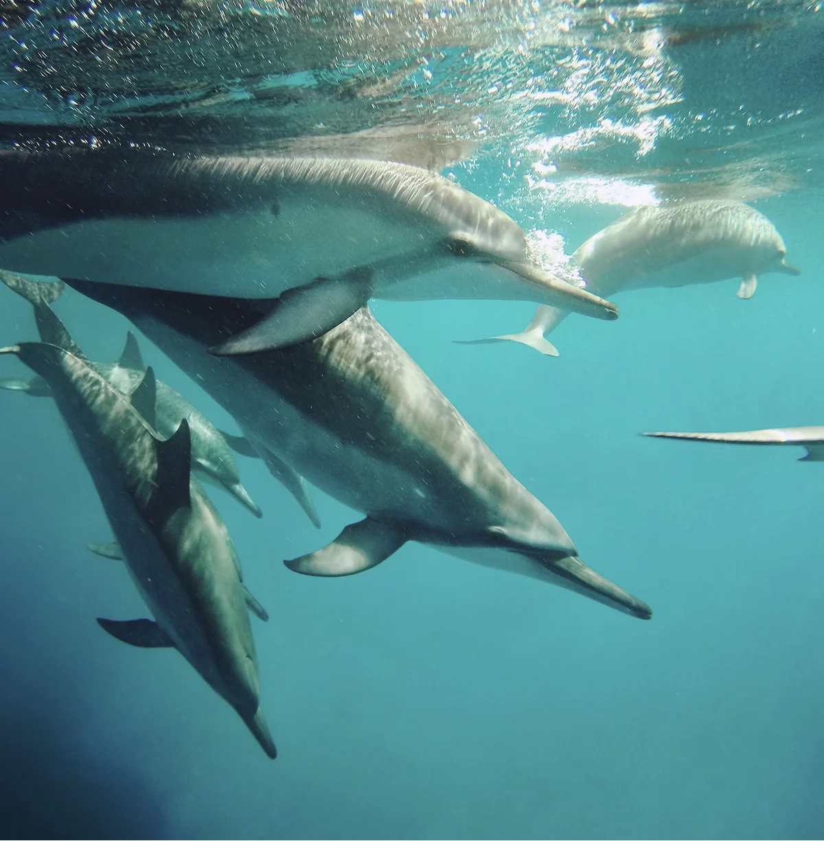 Group of long-snouted dolphins swimming underwater in clear blue ocean water.