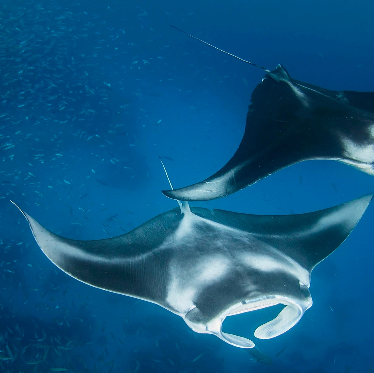 Two manta rays swimming underwater surrounded by small fish in blue ocean water.