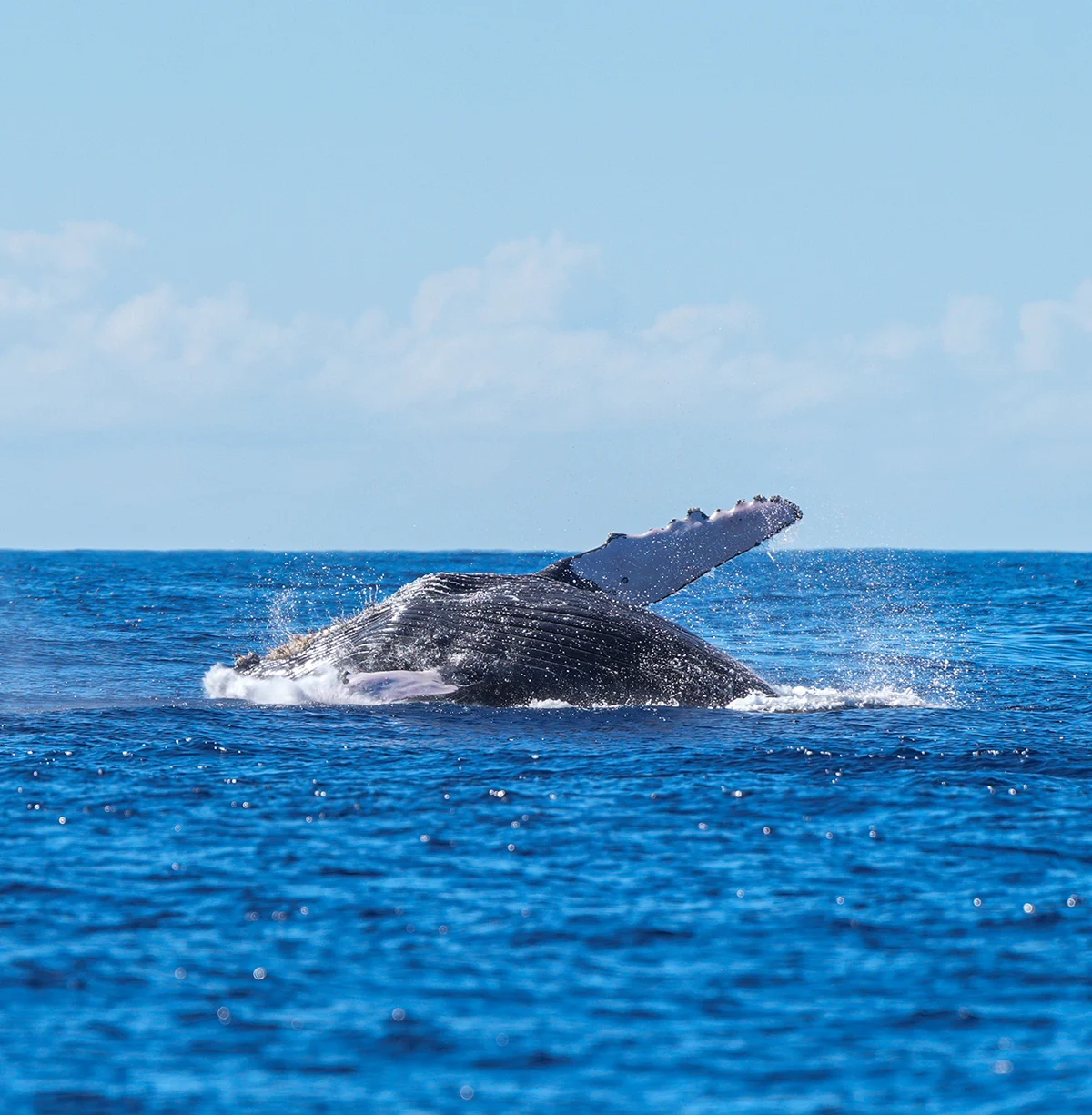 Humpback whale breaching and splashing in the blue ocean under a clear sky.