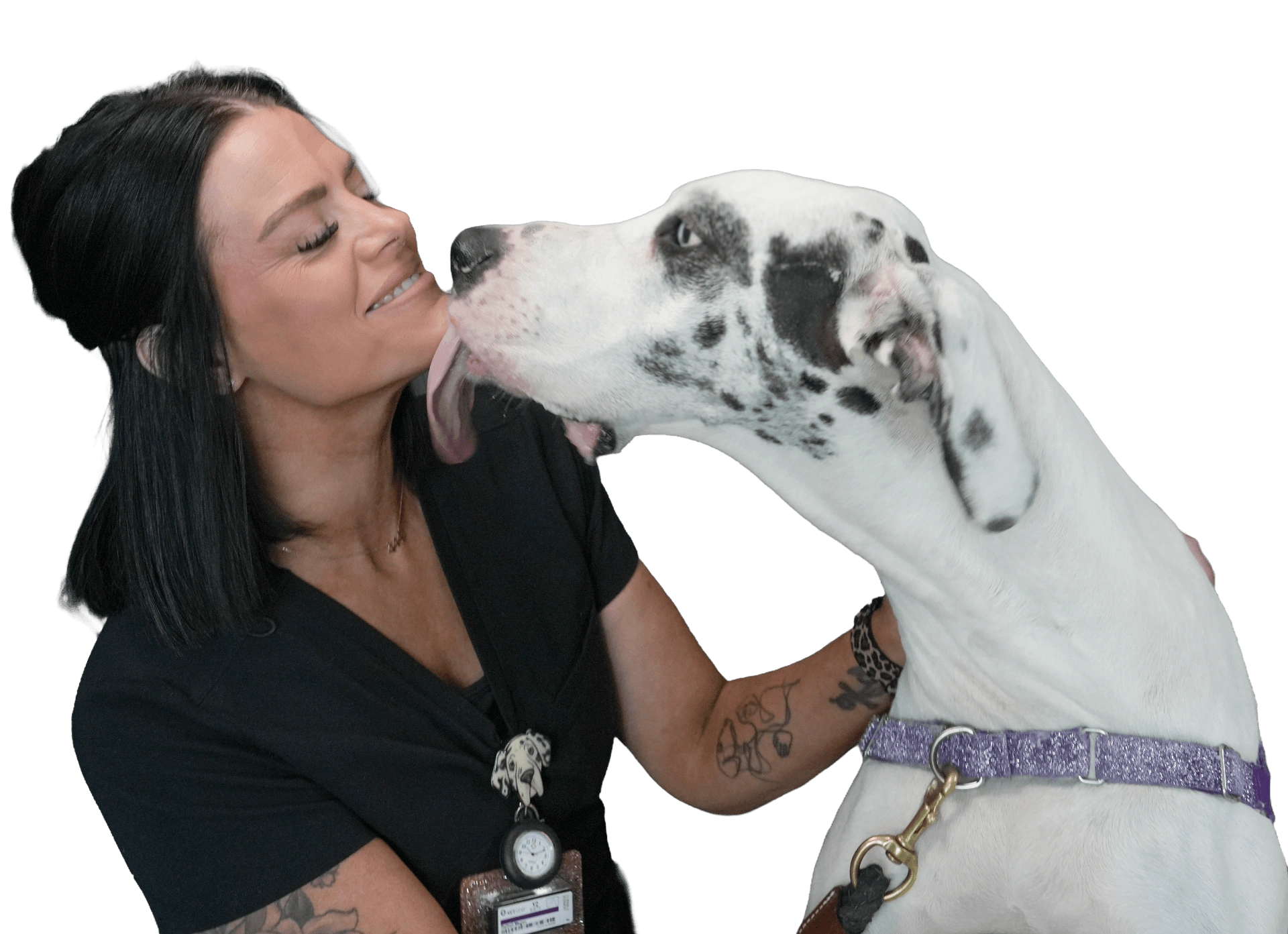 Veterinary team member with a Great Dane patient