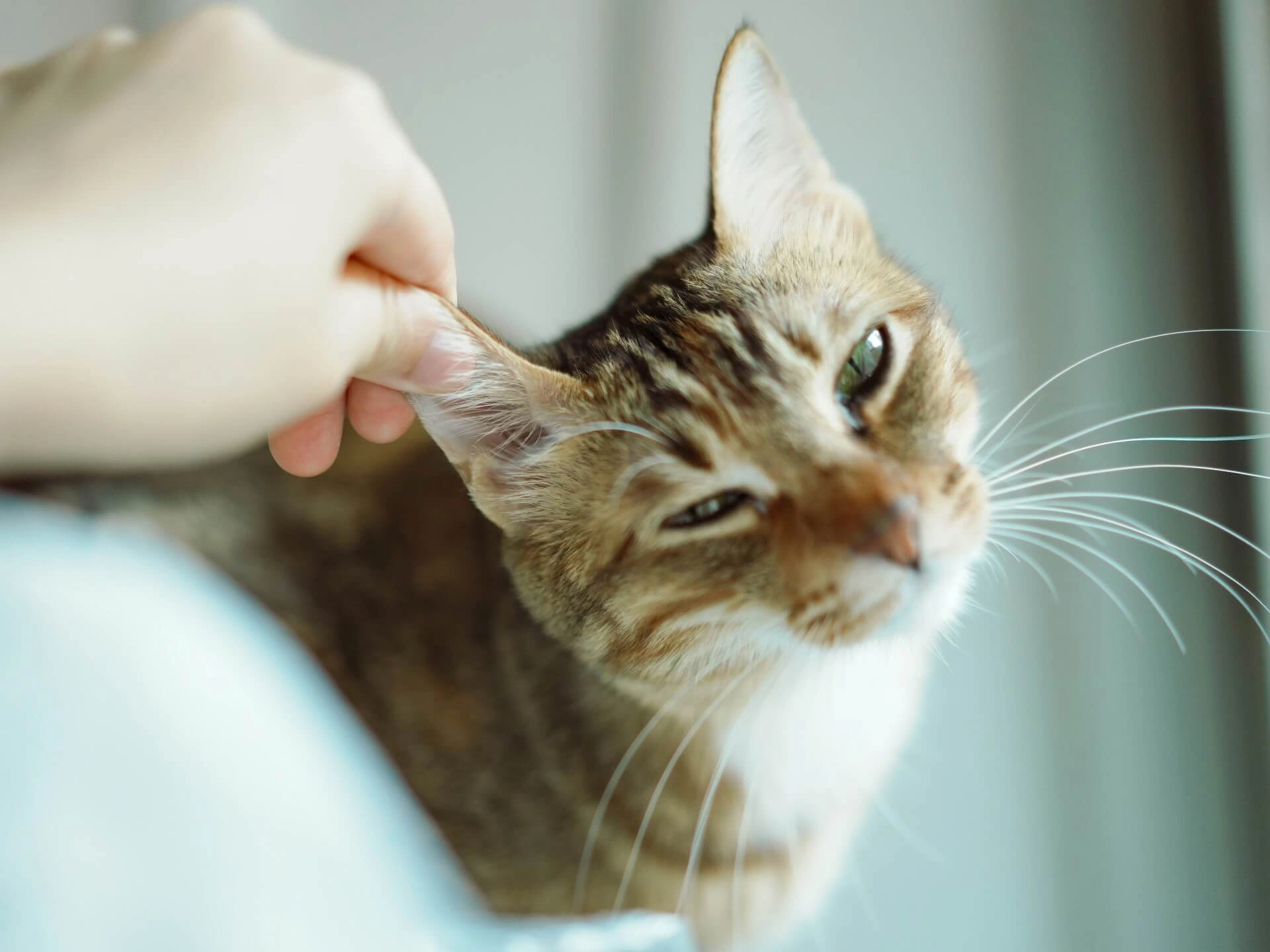 A cat receiving a gentle ear examination
