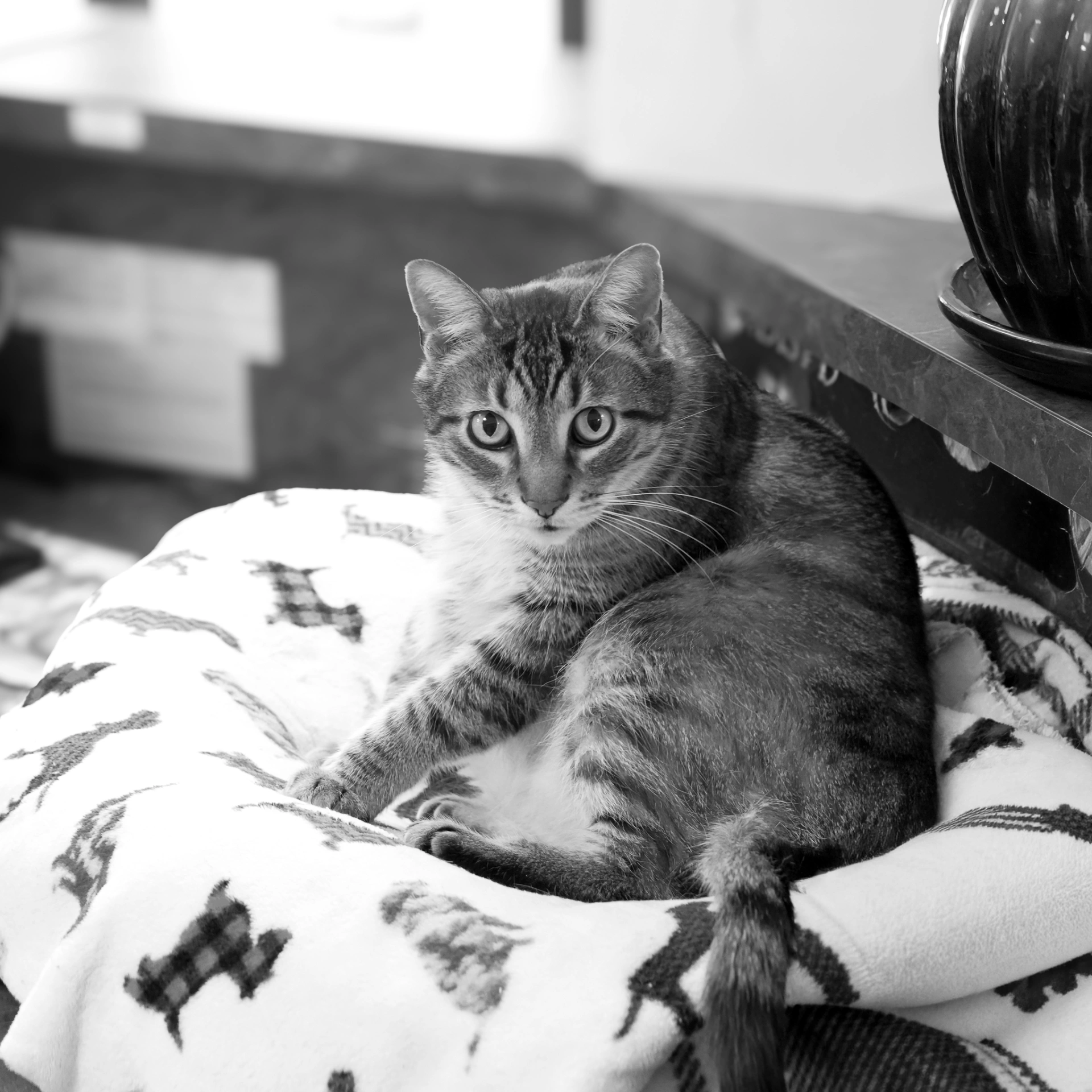 Gus, the hospital cat