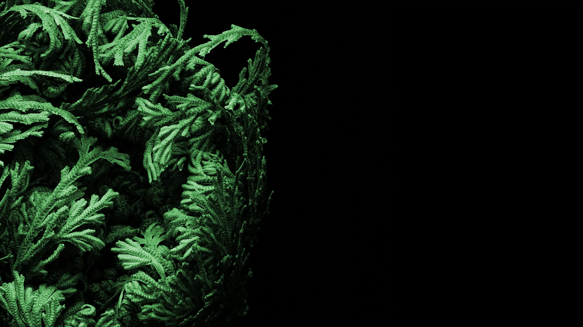 Close-up of green fern leaves with a textured surface against a black background.
