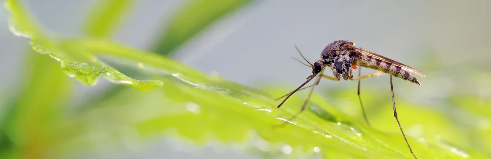Mosquito Control