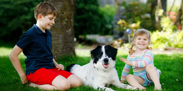 Lawn Insect Control