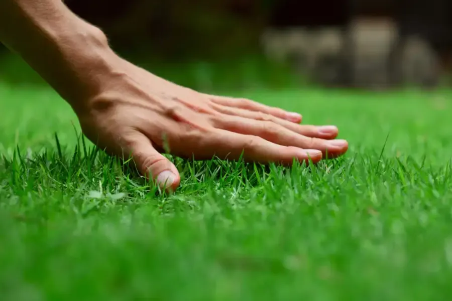 Crabgrass and Weed Control: Protecting Kentucky and Southern Indiana Lawns Through the Growing Season