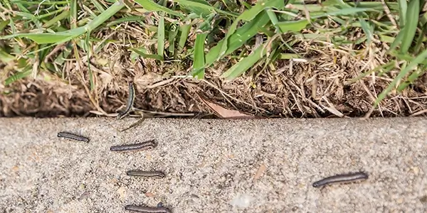 Army Worm Alert!!