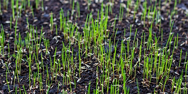Soil Temperature and Seeding