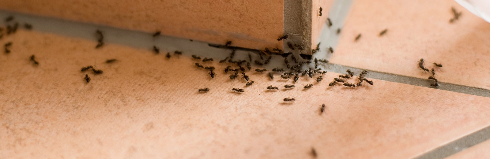 ANTS...How Many Are Too Many?