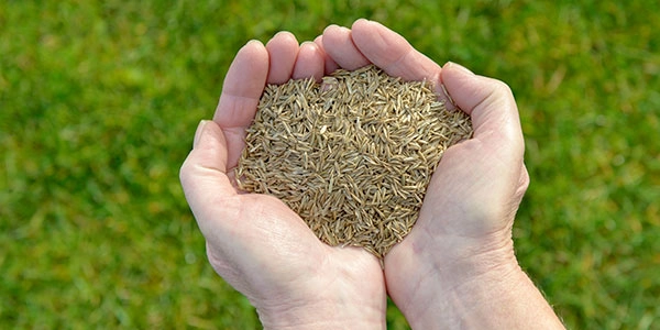 Fall Is Here-Time to Seed Your Lawn!!