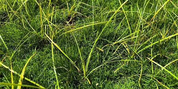 Yellow Nutsedge – The ‘gift’ that keeps on giving